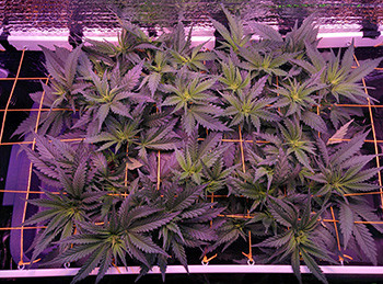 Цветение конопли Fruit Punch fem