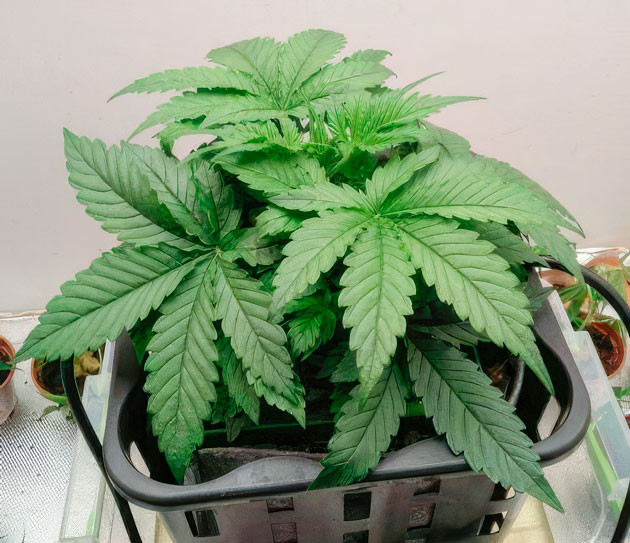 Куст Auto Orange Bud от Dutch Passion на 3 неделе выращивания