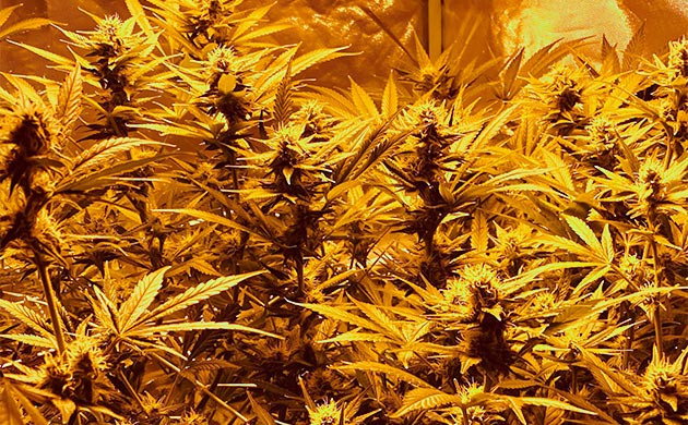 Стресс у конопли Кусты на 6 неделе цветения