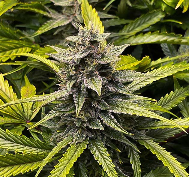 Бутон Wedding Cheesecake Auto