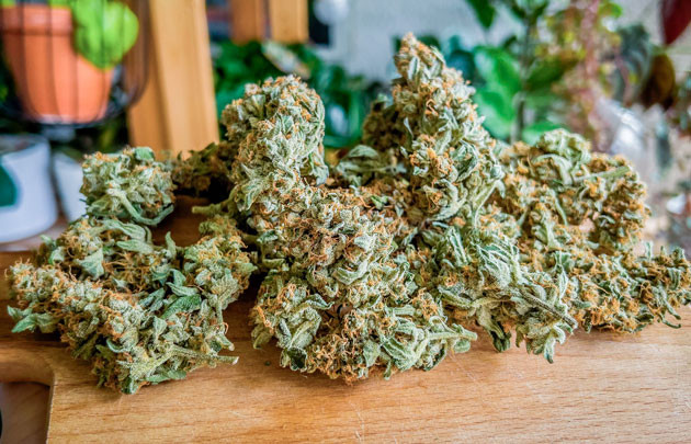 Собранные шишки сорта Medusa F1 Auto