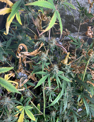 Нездоровый куст конопли Сухое увядающее растение