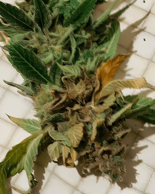 Нейтрализация запаха при выращивании Glue Sherbert