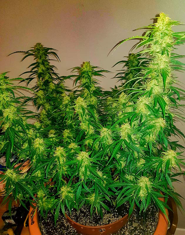 Предхарвест Zkittlez Auto