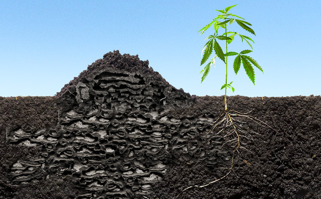 Сооруженный под коноплей муравейник Муравейник рядом с корнями конопли