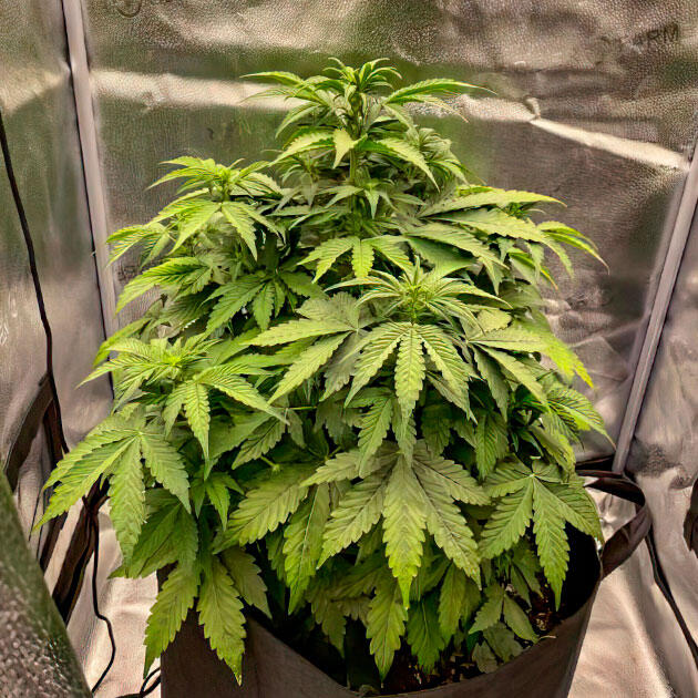 Здоровый куст с крепкими стеблями и густой листвой