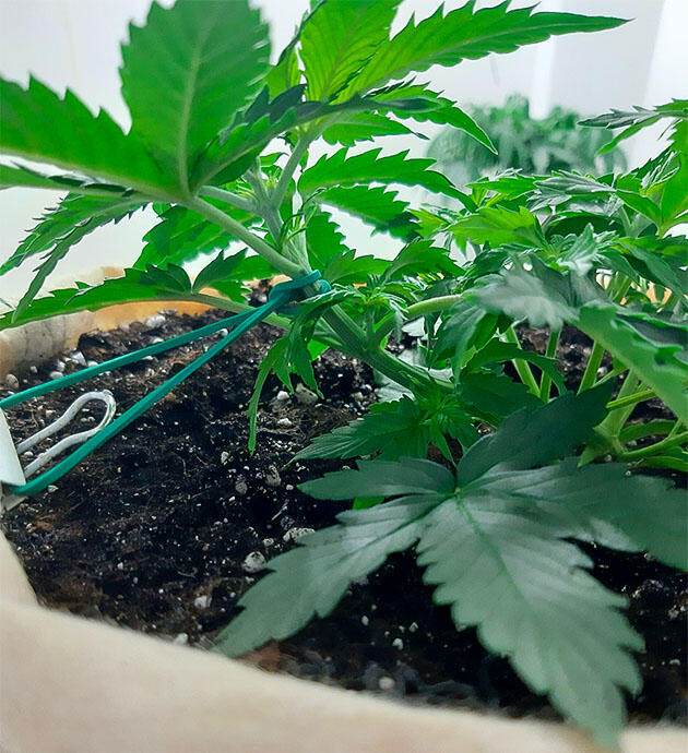 Подгоревший кончик листа Растишка Gorilla Cookies Auto от FastBuds на 4 неделе