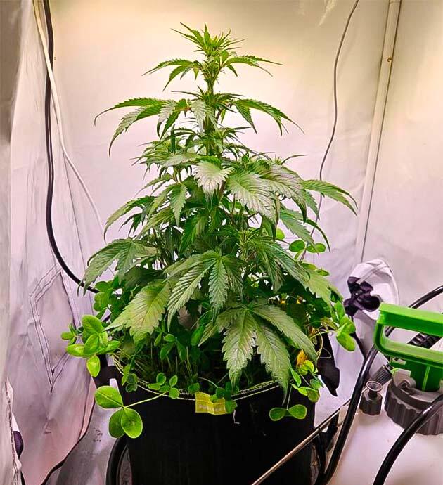 Первая неделя цветения Куст Lemon Cherry Gelato Auto R3 на 6 неделе выращивания