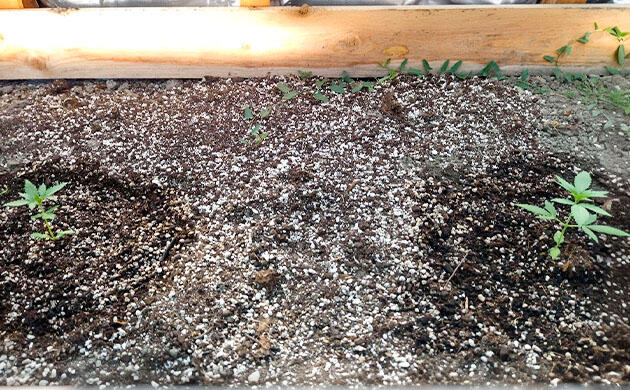 Полив и стимуляторы для конопли Ростки Grand Gorilla Purple Auto от Семяныча на 3 неделе