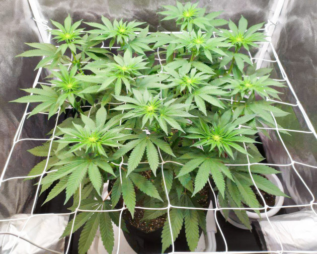 Biscotti Mintz: Реакция на начало цветения