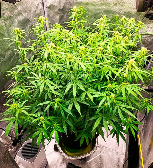 Корректировка состава питательной смеси Куст Forbidden Runtz Auto от FastBuds на стадии цветения