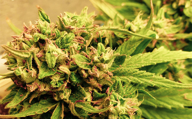 Смолистые шишки