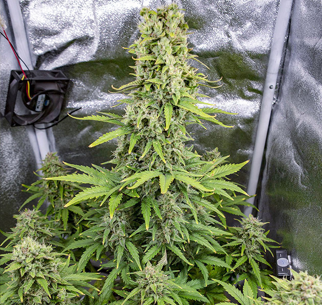 Завершение выращивания Auto Tutankhamon Созревшие соцветия марихуаны