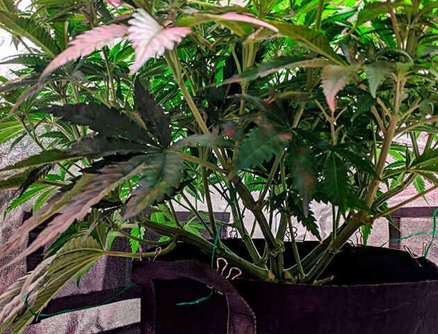 Каннабис на 8 неделе роста