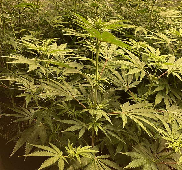 Растения Liberty Haze Куст конопли Liberty Haze на 9 неделе выращивания