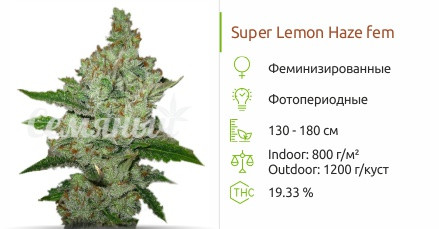 Super Lemon Haze от Green House Seeds