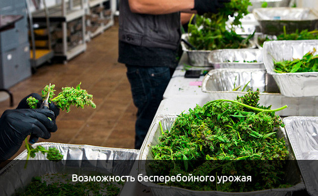 Возможность выращивать разные авто сорта одновременно