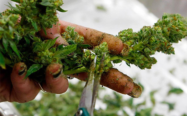 Влажный тримминг каннабиса Влажный маникюр каннабиса