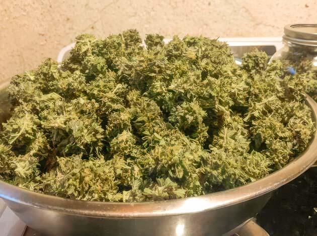 Харвест Jack Herer