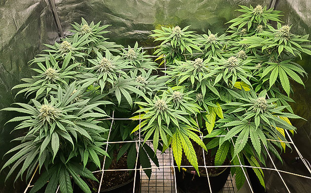 появление желтых листьев