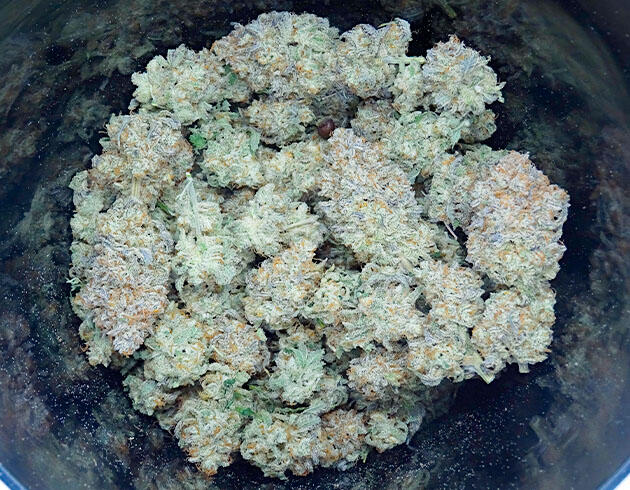 Собранные шишки конопли