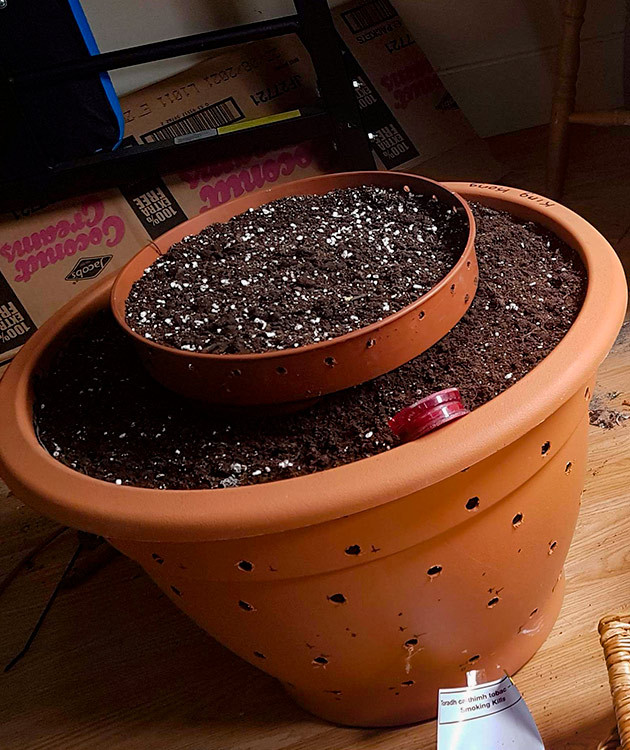 Выращивание конопли Zkittlez Auto