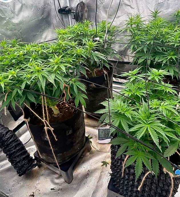 Конопля под сеткой ScrOG