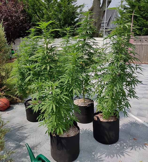 Подготовка куста Wedding Gelato к цветению Стимуляция цветения сорта Wedding Gelato