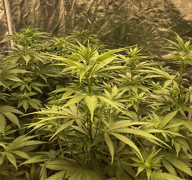 Полив кустов Liberty Haze системой автополива Растение Liberty Haze на 8 неделе выращивания