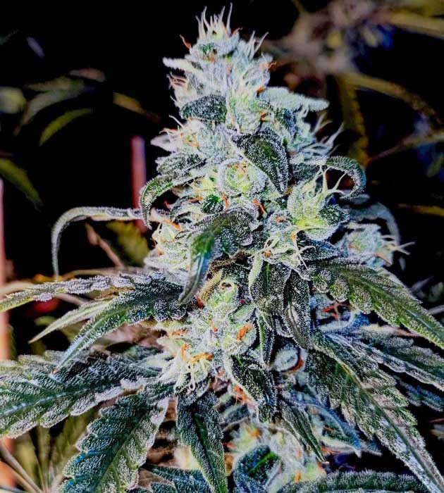 Образование толстых шишек Lemon Citron