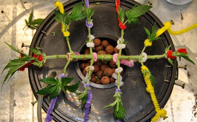 Gorilla Glue Auto после дефолиации на 6 неделе