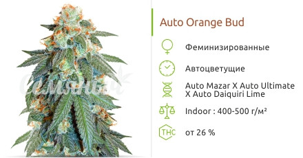 Auto Orange Bud от Dutch Passion