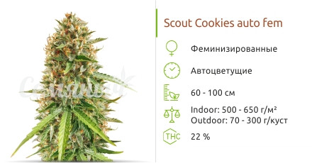 Scout Cookies Auto от Семяныча