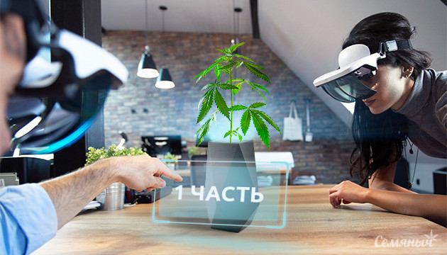 Актуальные тенденции в современной канна-индустрии