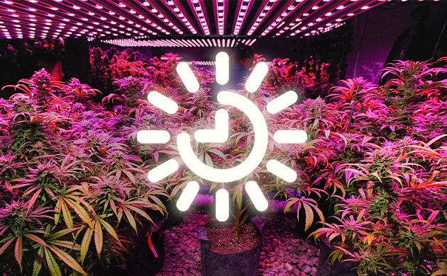 Освещение автоцветущих сортов при проблемах с развитием 