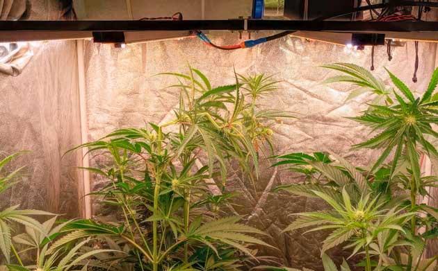 Кусты NUGGZ R1 на стадии цветения