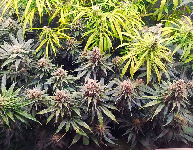 Появление фиолетового оттенка на конопле