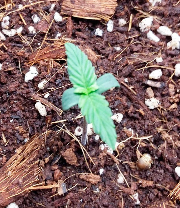 Росток Critical XXL Auto от Herbies Seeds