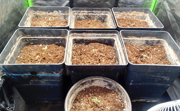 Формирование первой пары листьев Гошки с ростками в гроубоксе