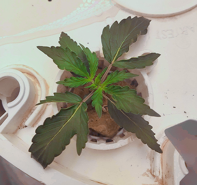 Начало выращивания сорта CBD Auto 20:1 Росток CBD Auto 20:1 на 1 неделе выращивания