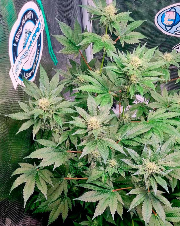 Каннабис на 7 неделе выращивания Здоровый и крепкий куст конопли сорта Runtz