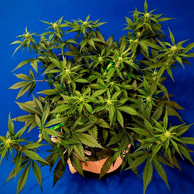 Перевод на цветение растения Gorilla Zkittlez Auto