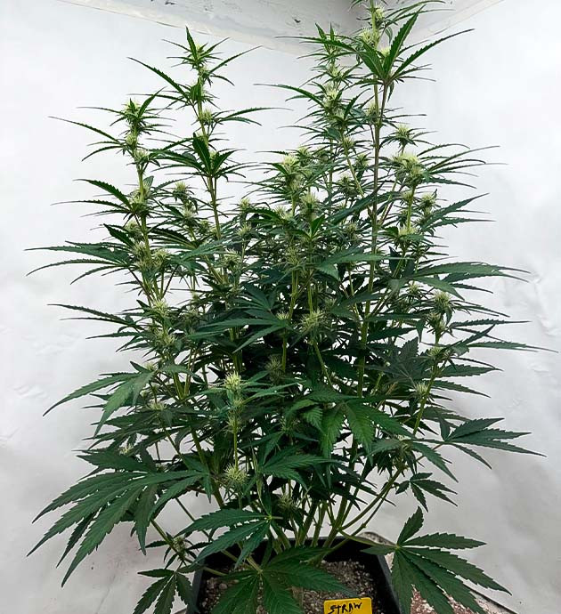 Кисло-травянистый запах марихуаны Куст Strawberry Gorilla Auto на стадии цветения