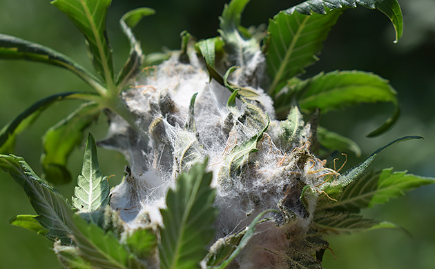 Поражение шишки белой плесенью