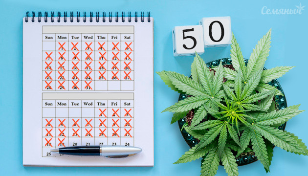 Быстрорастущие автоцветы Сорта каннабиса пятидесятидневки