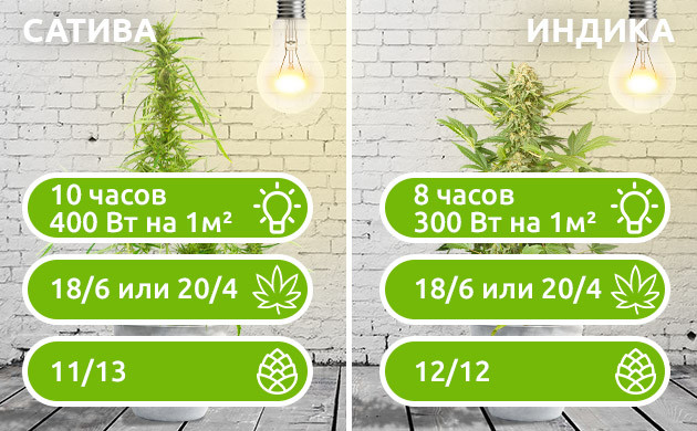 Выбор освещения для разных видов конопли