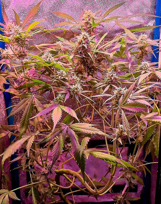 Куст Original Auto OG Kush от FastBuds на 12 неделе выращивания