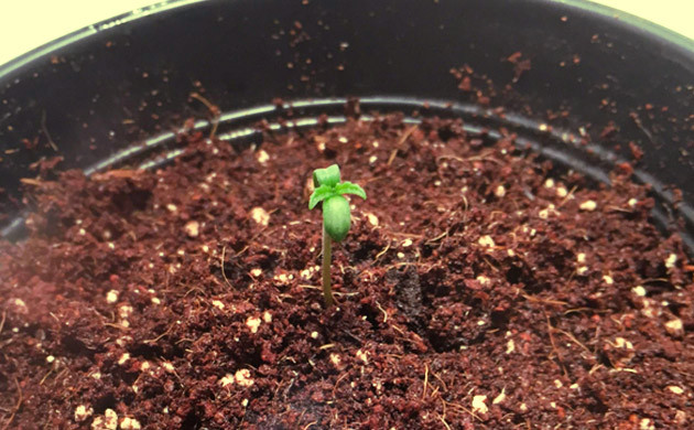 Появление первой пары листьев Семядоли и пара листочков