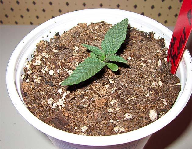 Росток 10th Planet R1 от Ethos Genetics 