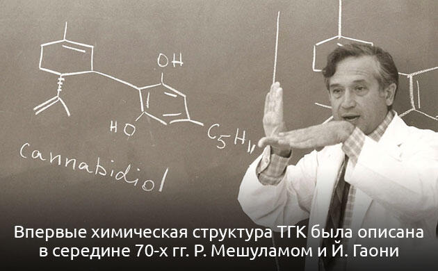 Основной каннабиноид с психоактивным и терапевтическим действием Тетрагидроканнабинол (ТГК) – главный психоактивный компонент каннабиса